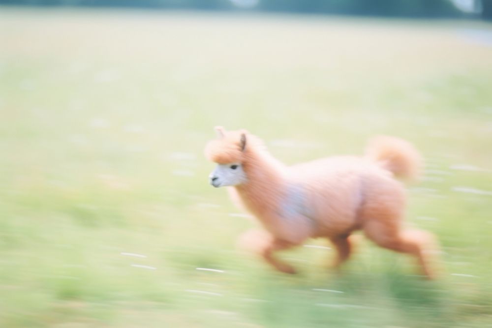 An alpaca running wildlife mammal animal. AI generated Image by rawpixel.