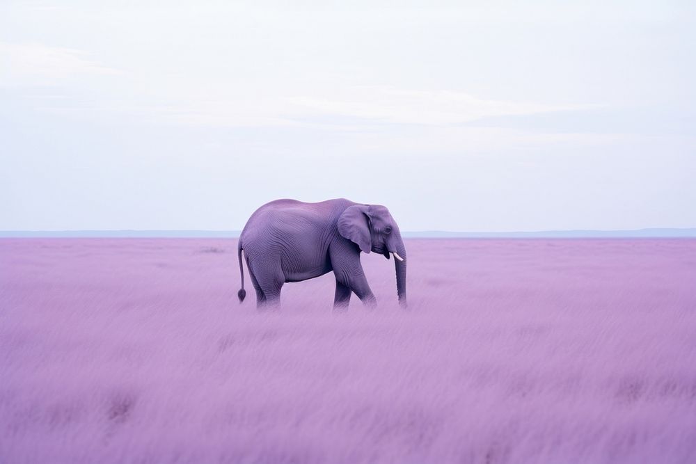 An elephant grassland wildlife outdoors.