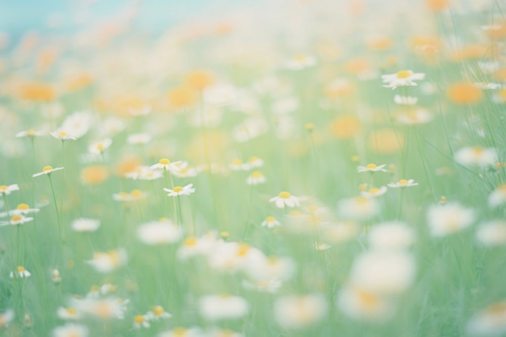 Daisy garden outdoors blossom nature. AI generated Image by rawpixel.