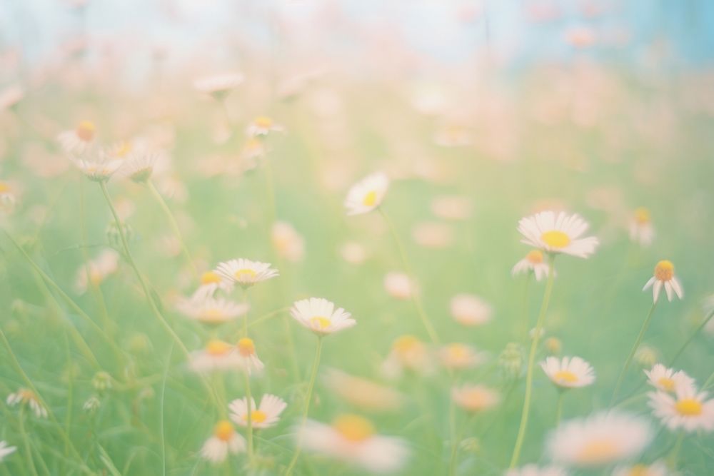 Daisy garden outdoors blossom nature. | Premium Photo - rawpixel