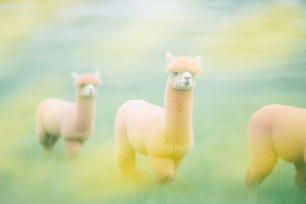 Four alpaca animal mammal llama. AI generated Image by rawpixel.