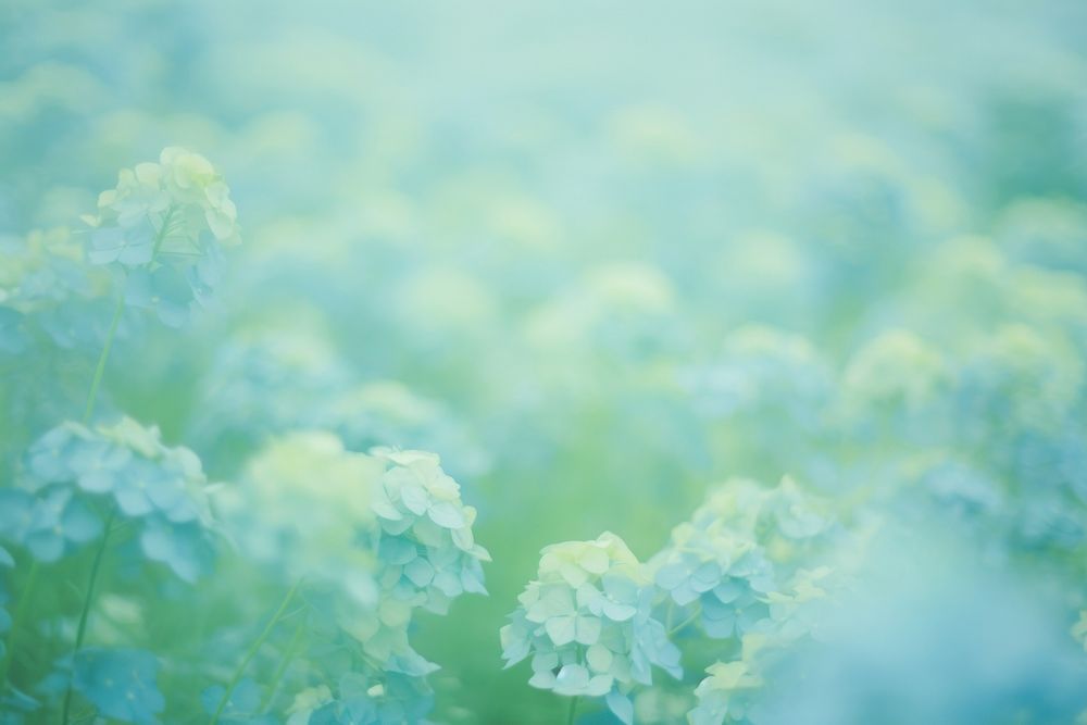 Hydrangea garden outdoors nature flower. AI generated Image by rawpixel.