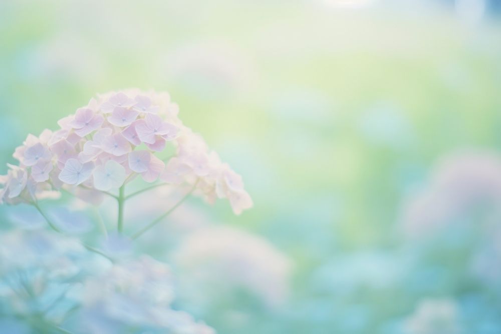 Hydrangea garden outdoors blossom flower. AI generated Image by rawpixel.