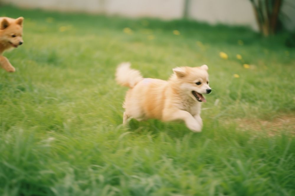 Puppies running together outdoors mammal animal. AI generated Image by rawpixel.