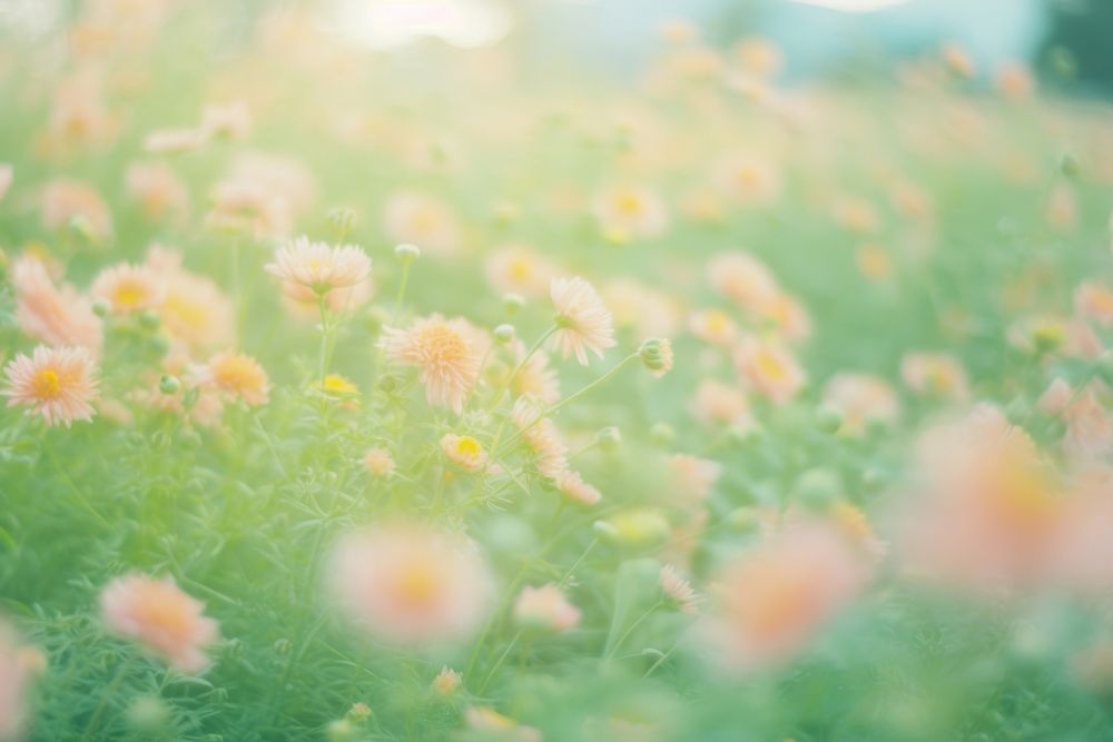 Summer flower garden outdoors nature plant. AI generated Image by rawpixel.