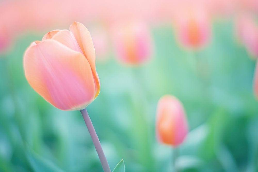 Tulip garden outdoors blossom flower. AI generated Image by rawpixel.