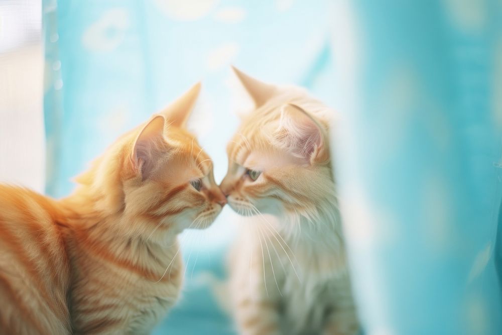 Two cat kissing animal mammal kitten. AI generated Image by rawpixel.