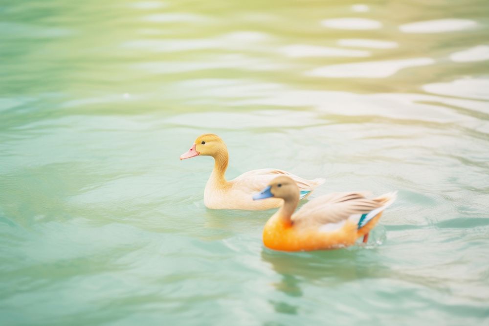 Two duck in the river animal goose bird. AI generated Image by rawpixel.