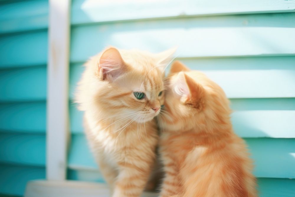 2 cat purr each other animal mammal kitten. AI generated Image by rawpixel.