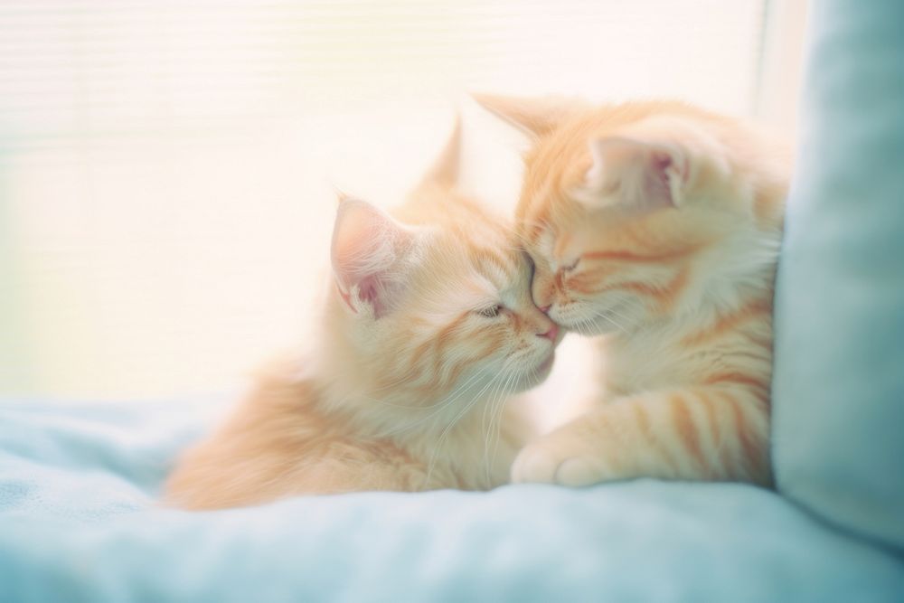 2 cat purr each other mammal animal kitten. AI generated Image by rawpixel.