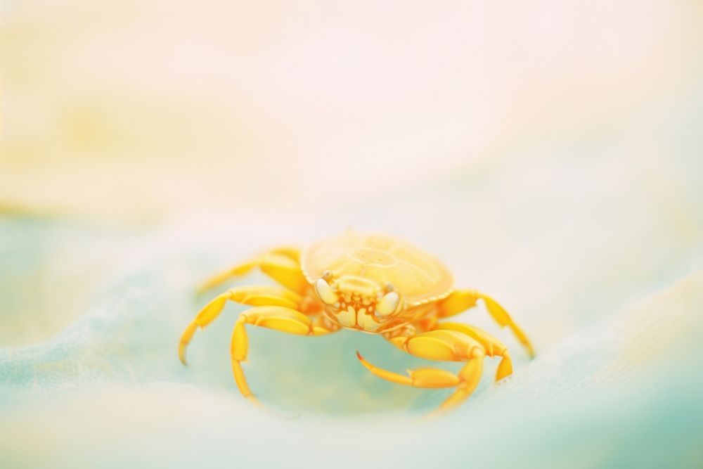 A crab seafood animal insect. AI generated Image by rawpixel.