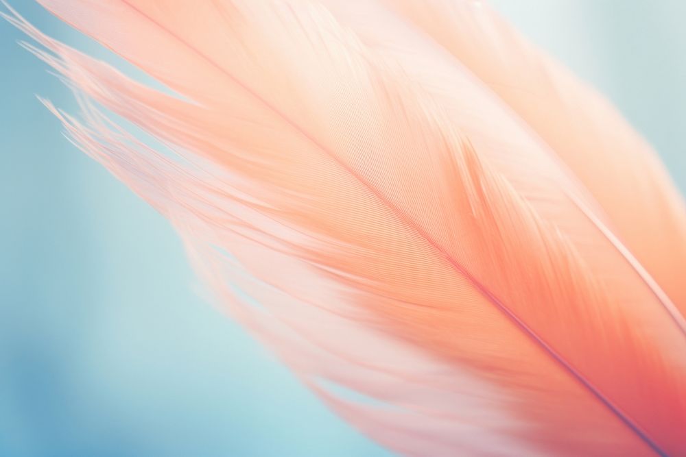 A feather red vibrant color backgrounds. AI generated Image by rawpixel.