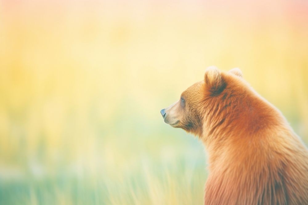 A grizzly bear wildlife mammal animal. AI generated Image by rawpixel.