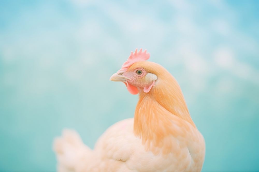 A hen chicken poultry animal. AI generated Image by rawpixel.