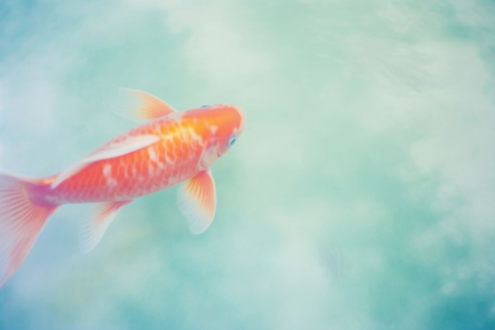 A koi fish goldfish animal carp. AI generated Image by rawpixel.