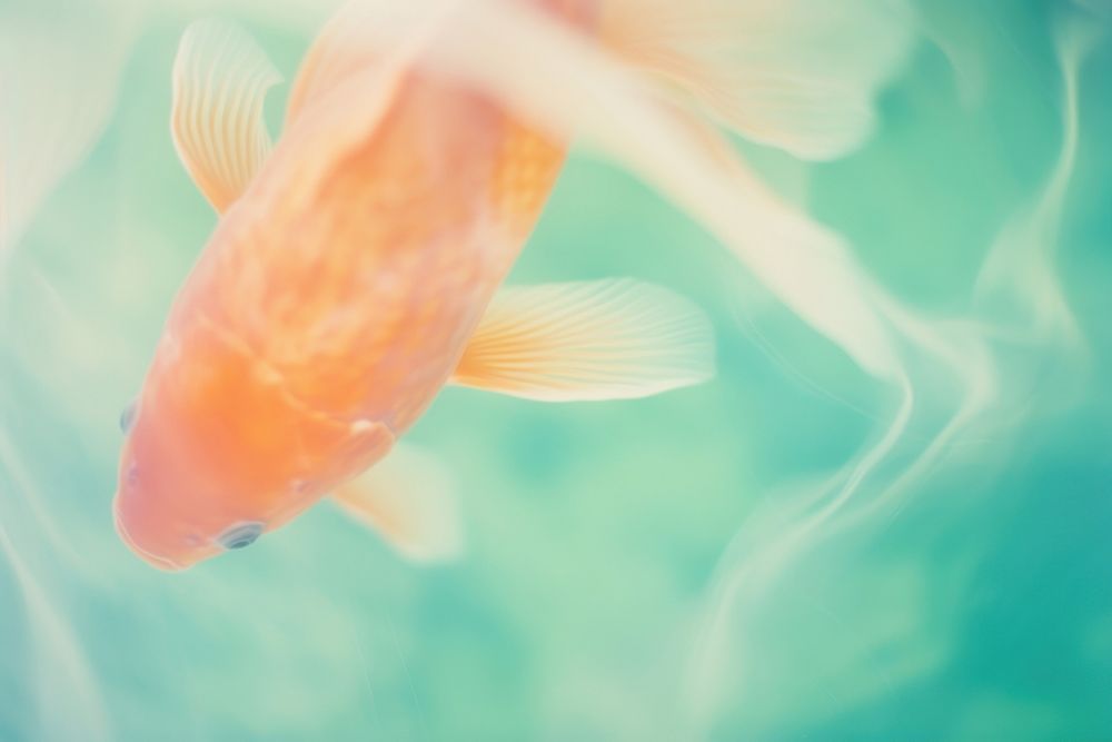 A koi fish goldfish animal motion. AI generated Image by rawpixel.