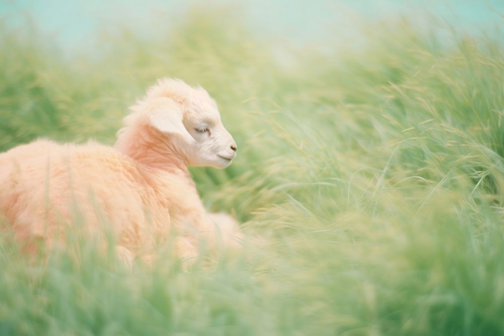 A lamb livestock animal mammal. AI generated Image by rawpixel.
