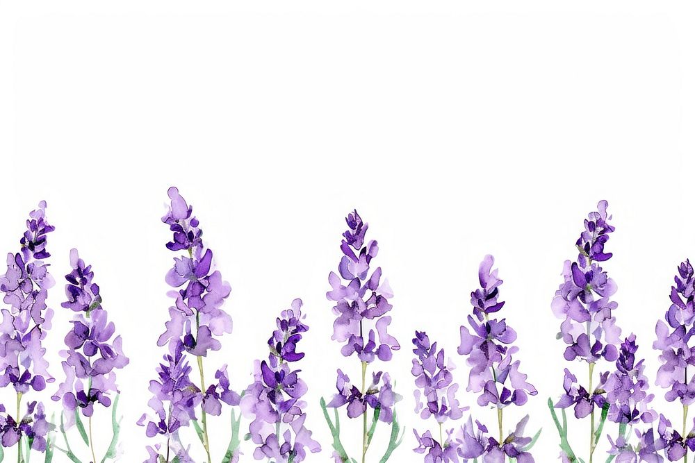 Lavender flowers backgrounds blossom nature.