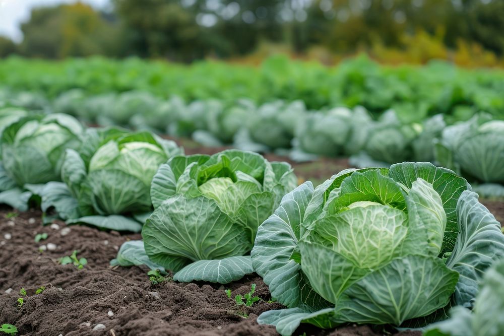 Field cabbage vegetable organic plant.