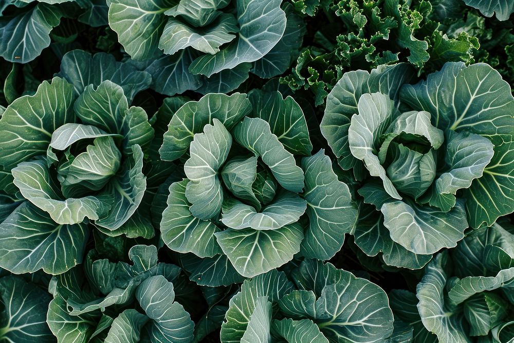 Field cabbage vegetable organic plant.