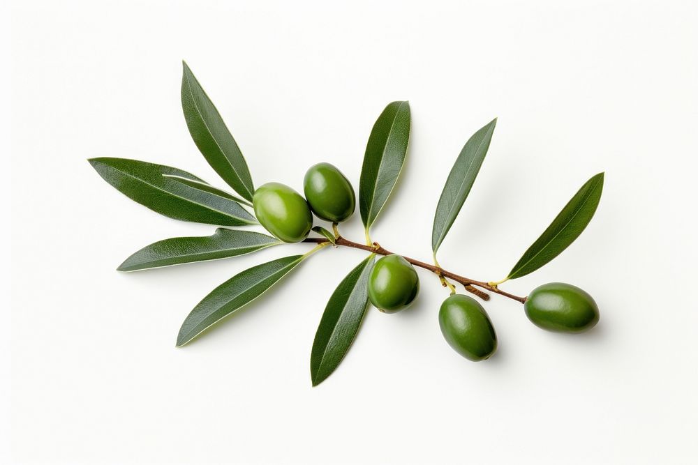 Olive leaves plant green leaf.