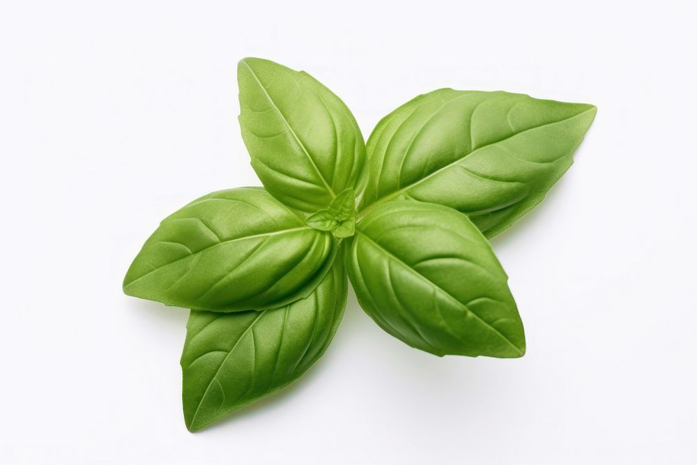 A basil leave plant herbs food.