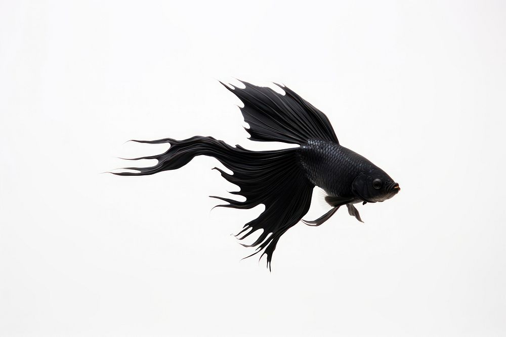 A black gold fish animal motion bird.