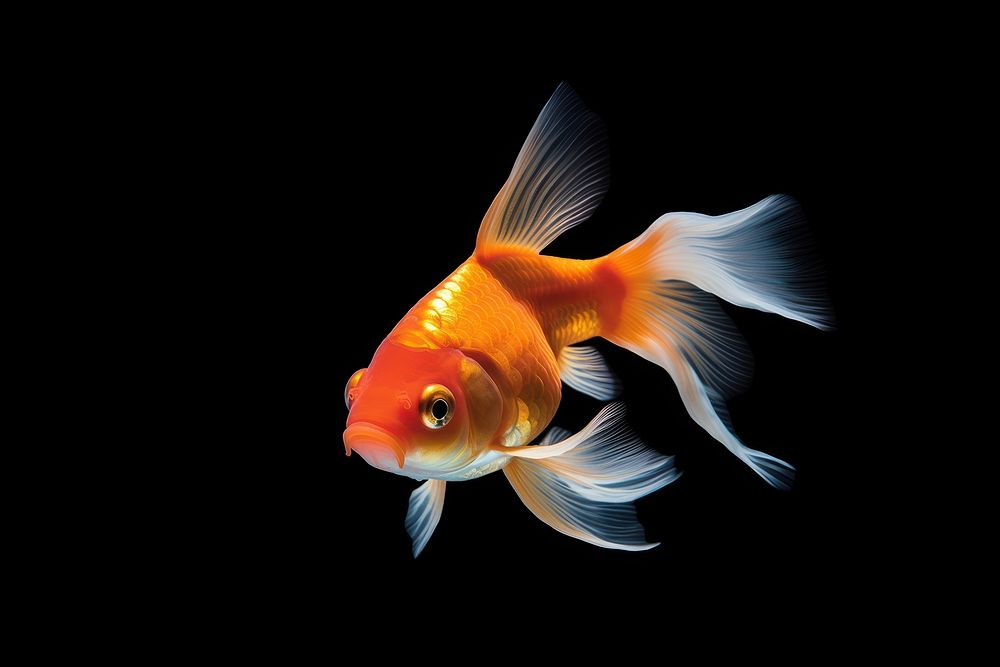A gold fish goldfish animal motion.
