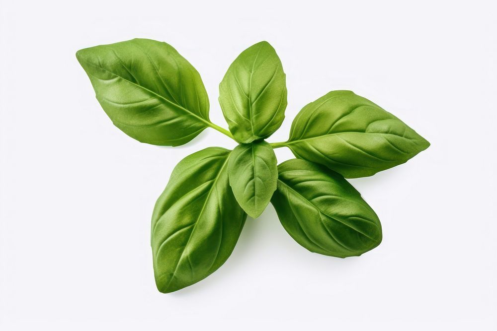 Basil leaves food plant herbs.