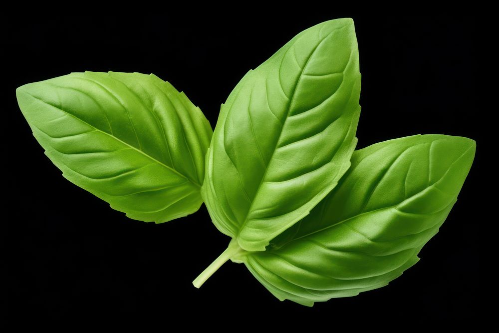 Basil leaves plant herbs leaf.