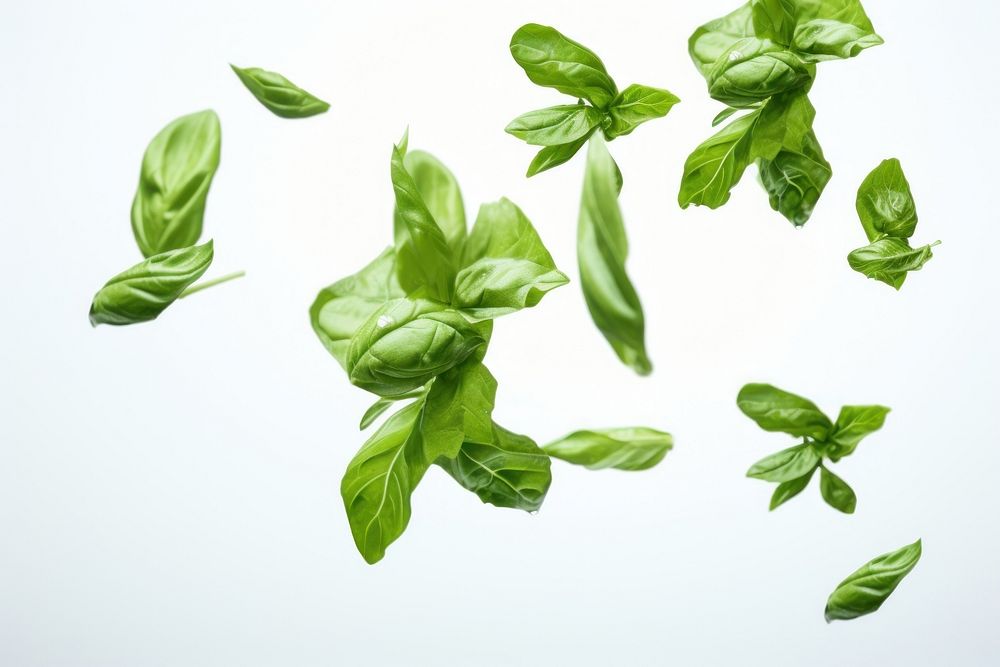 Levitating basil leaves food vegetable spinach.