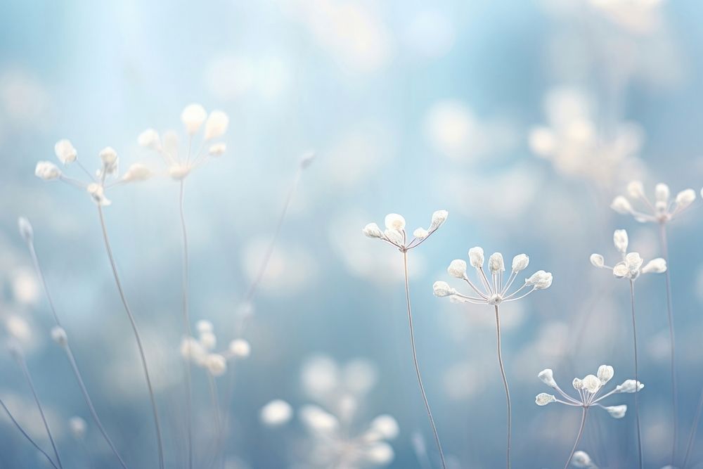 Winter bokeh flower backgrounds outdoors. AI generated Image by rawpixel.