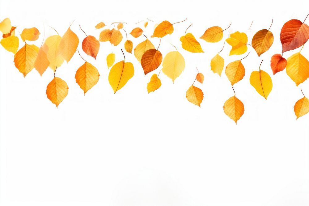 Various orange and yellow fall leaves falling down backgrounds plant leaf.