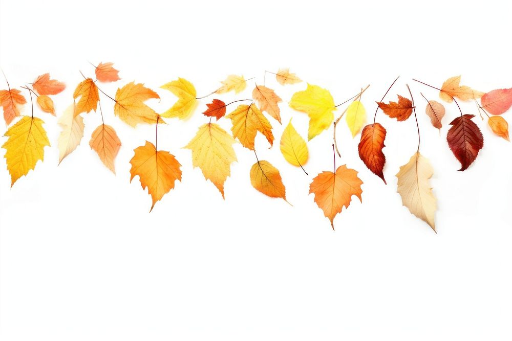 Various orange and yellow fall leaves falling down backgrounds plant leaf.