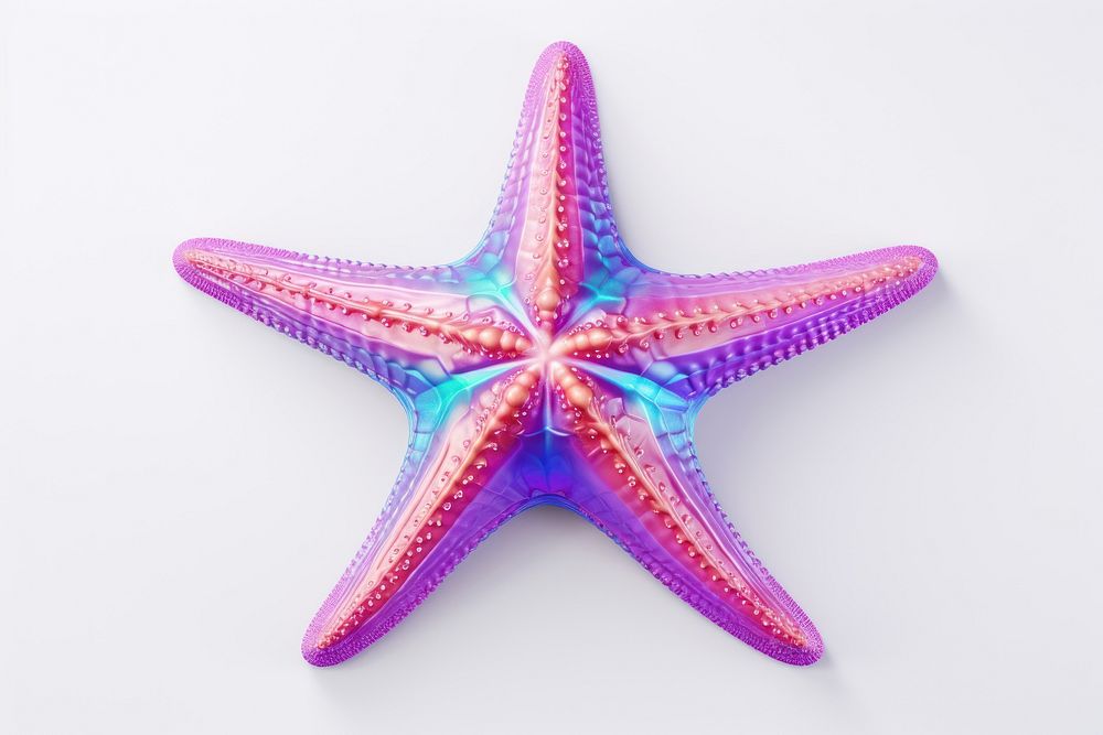 Starfish white background invertebrate echinoderm.
