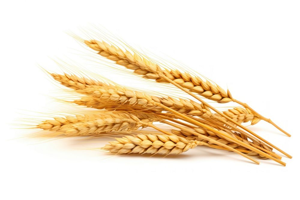 Sheaf of Wheat ears wheat food white background.