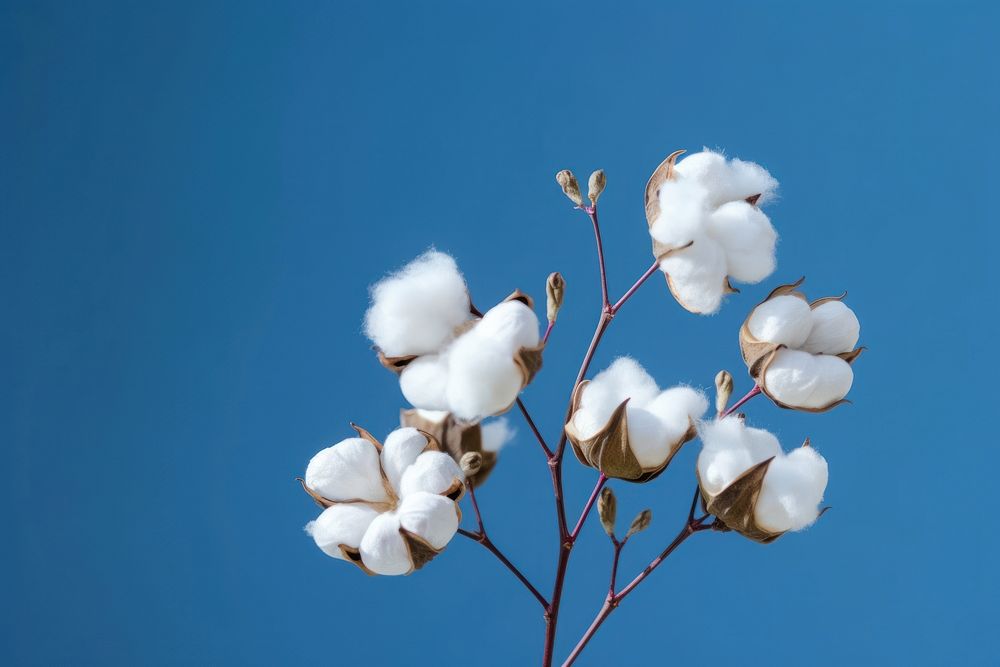 Cotton branch flower cotton white.