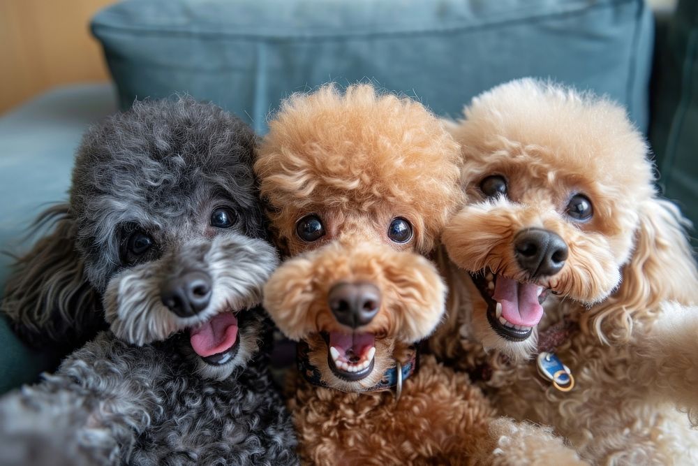 3 poodles animal mammal puppy.