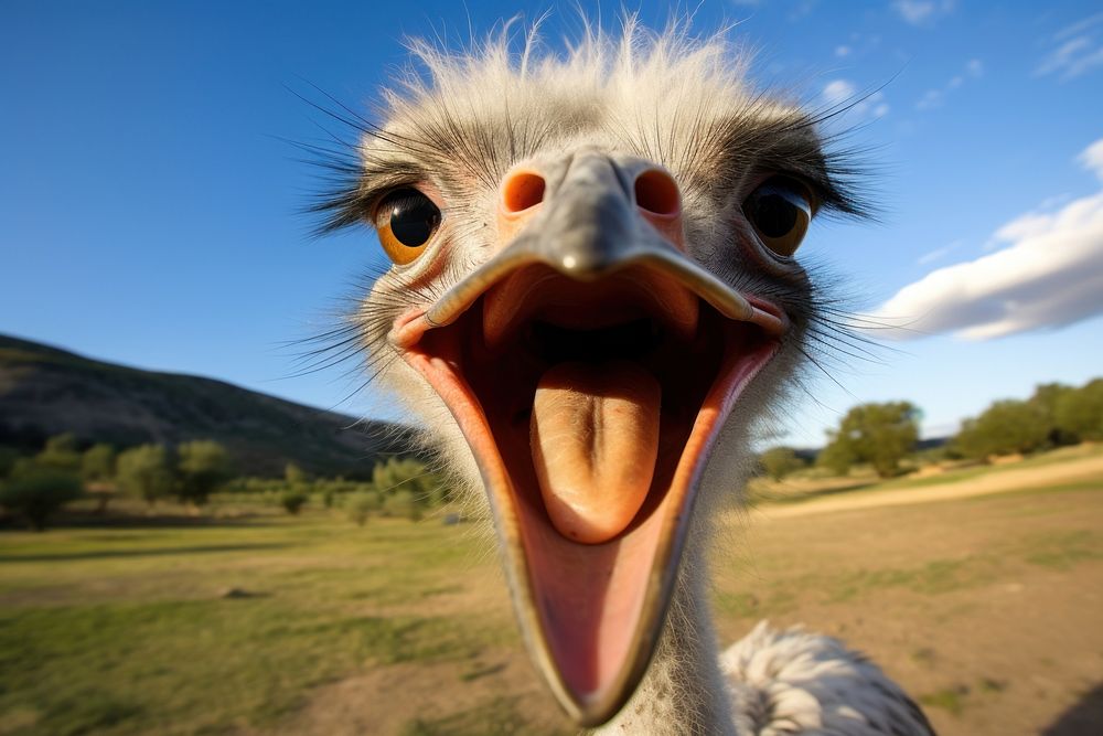 Selfie of a ostrich animal mammal bird.