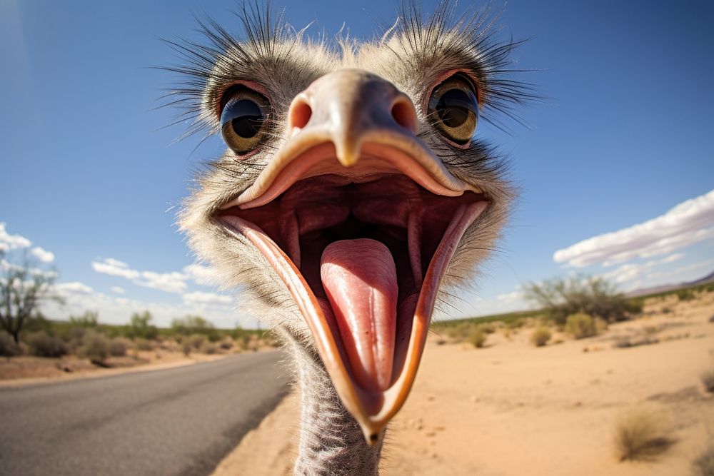 Selfie of a ostrich animal bird wildlife.