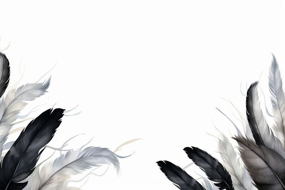 Black feathers bird lightweight backgrounds.