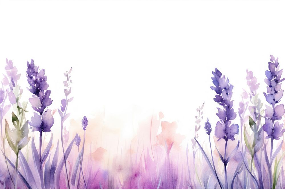 Lavenders landscape blossom flower.