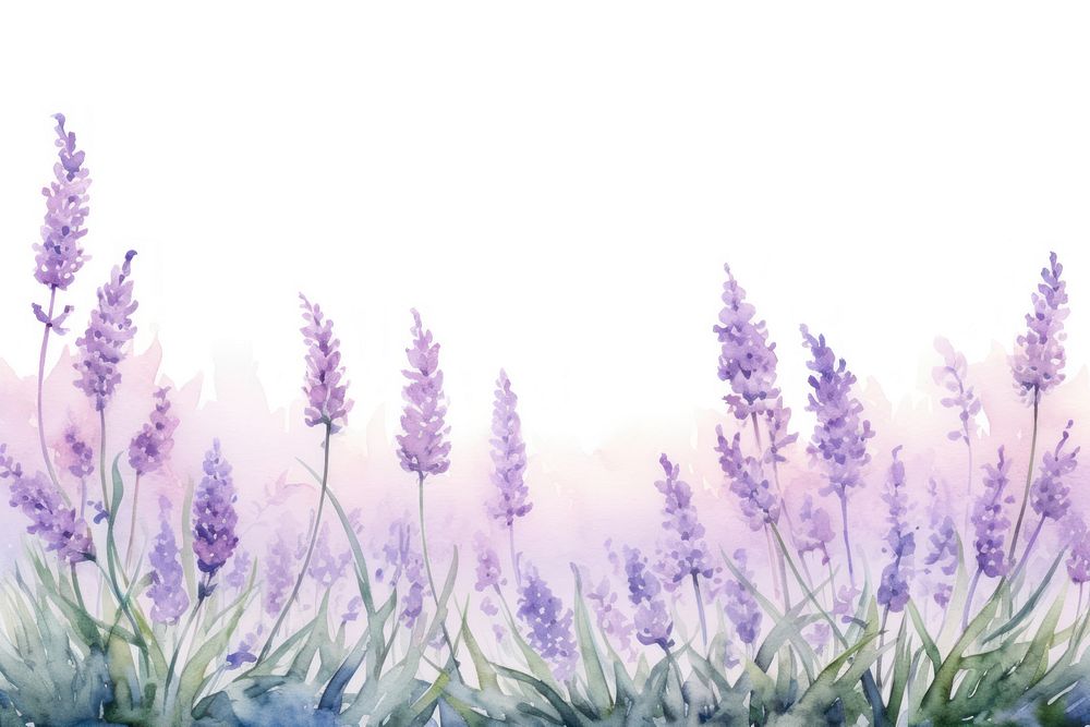 Lavenders landscape outdoors blossom.