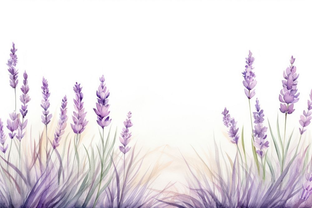 Lavenders landscape flower purple.
