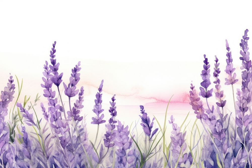 Lavenders landscape blossom flower.