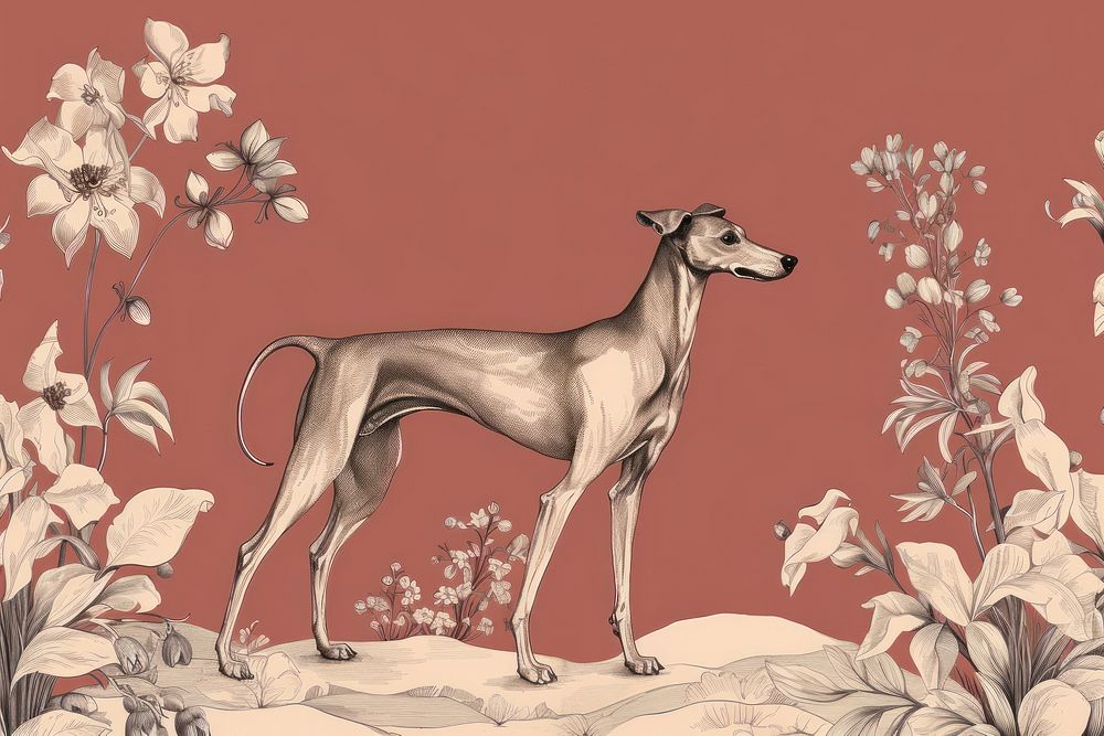 Greyhound drawing animal mammal.