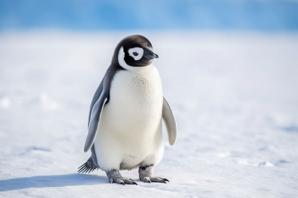  Baby penguin animal white bird. AI generated Image by rawpixel.