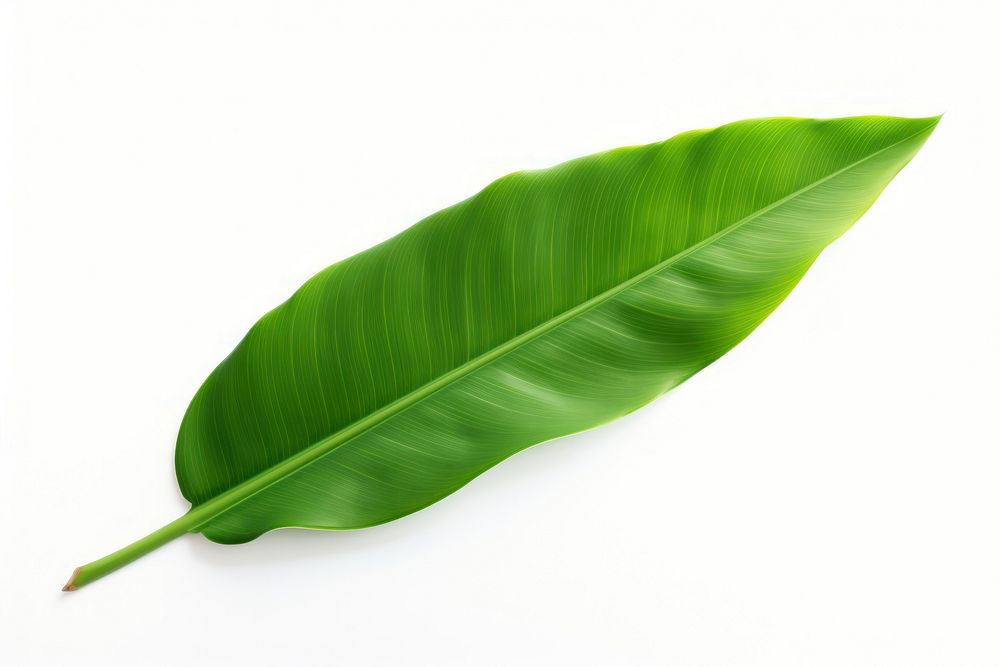 Banana leaf plant white background freshness. AI generated Image by rawpixel.