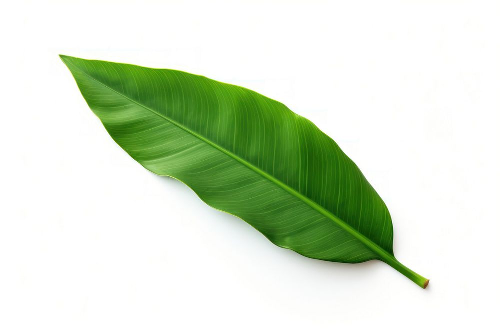 Bananas leaf plant white background freshness. AI generated Image by rawpixel.