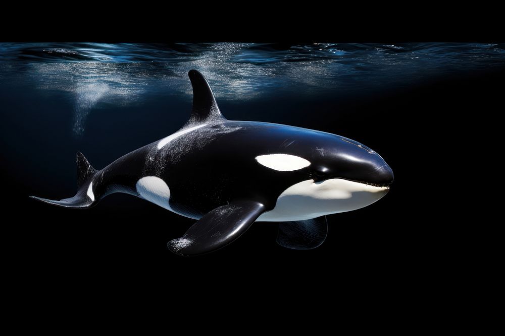 Orca animal mammal whale. AI generated Image by rawpixel.